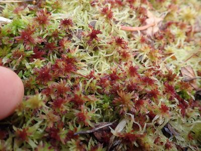 Sphagnum russowii, photographed by Randal