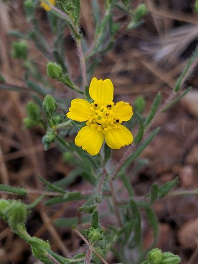 Deinandra pentactis, photographed by Alex Heyman