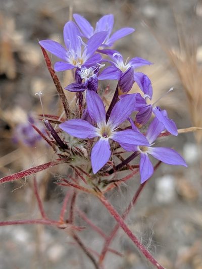 Eriastrum pluriflorum, photographed by Alex Heyman