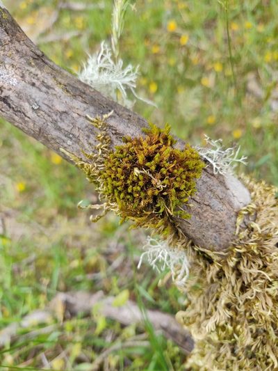 Orthotrichum consimile, photographed by Kem Luther