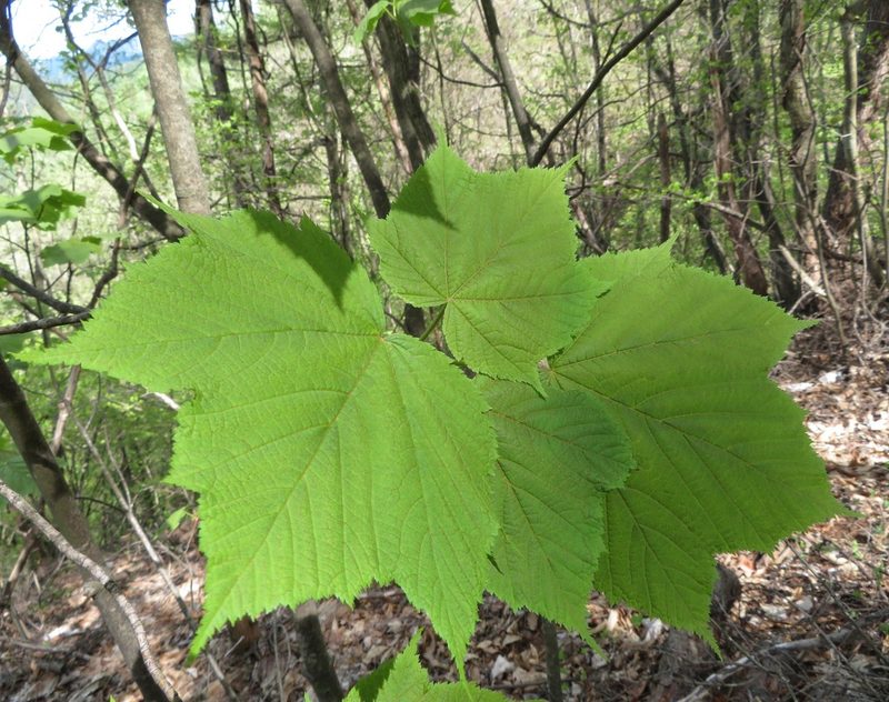 Acer nipponicum, photographed by Marco Mussita