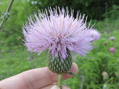 Cirsium engelmannii, photographed by Sam Kieschnick