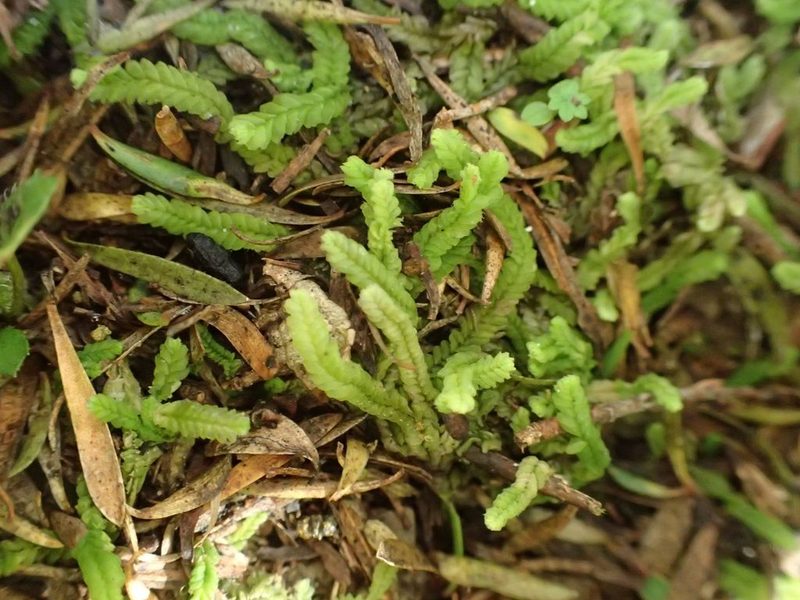 Lophocolea villosa, photographed by John Steel