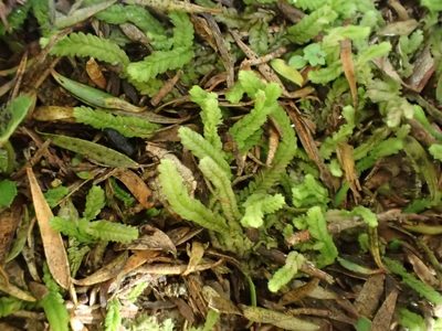 Lophocolea villosa, photographed by John Steel