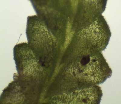 Lophocolea villosa, photographed by John Steel