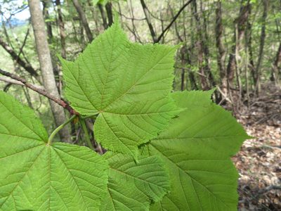 Acer nipponicum, photographed by Marco Mussita