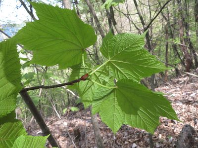 Acer nipponicum, photographed by Marco Mussita