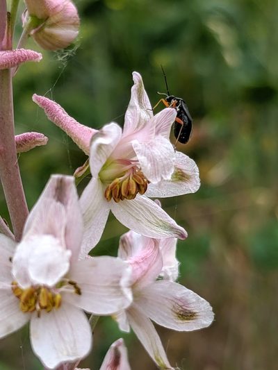 Delphinium gypsophilum, photographed by Alex Heyman