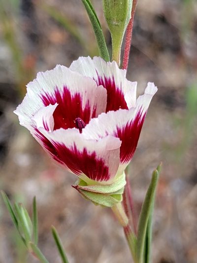 Clarkia speciosa, photographed by Alex Heyman