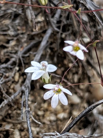 Nemacladus secundiflorus, photographed by Alex Heyman