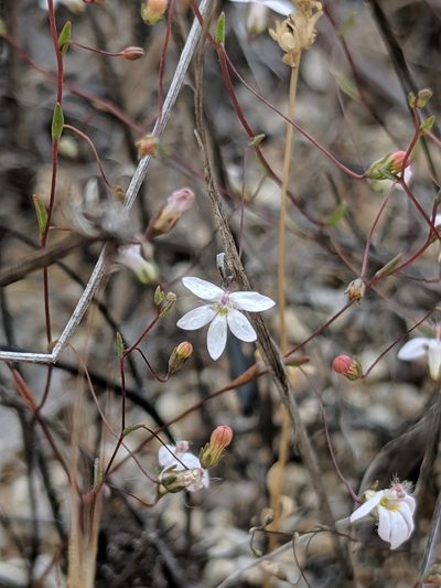 Nemacladus secundiflorus, photographed by Alex Heyman