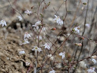 Nemacladus secundiflorus, photographed by Alex Heyman