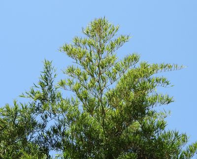 Guadua paniculata, photographed by Francisco Farriols Sarabia