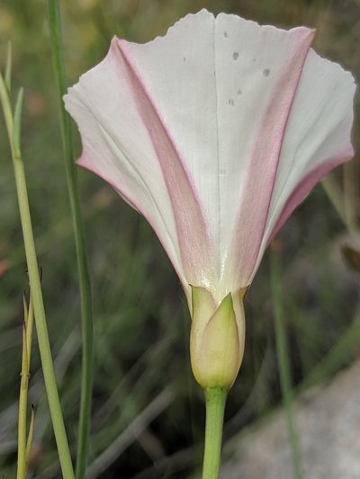 Calystegia longipes, photographed by Alex Heyman