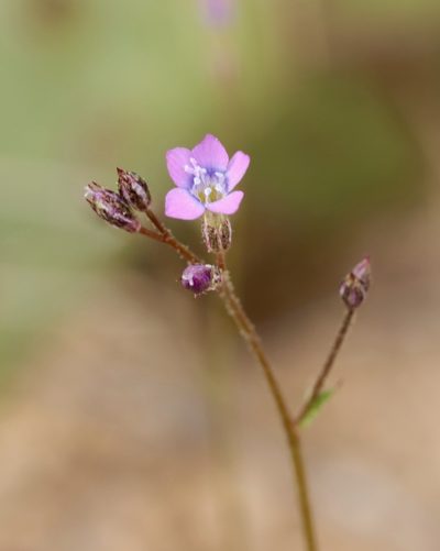 Gilia lyndana, photographed by Fluff Berger