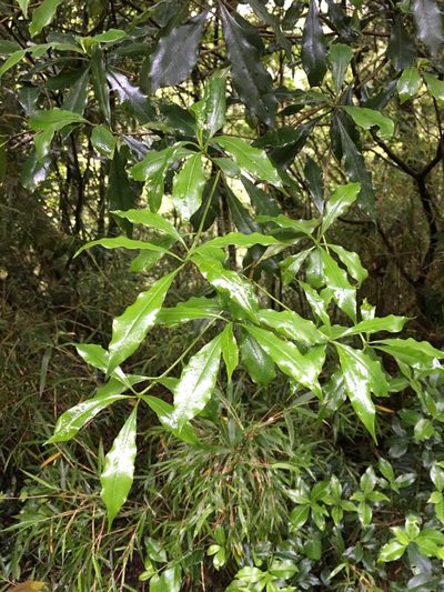 Pittosporum illicioides, photographed by Tatsutomo Chin