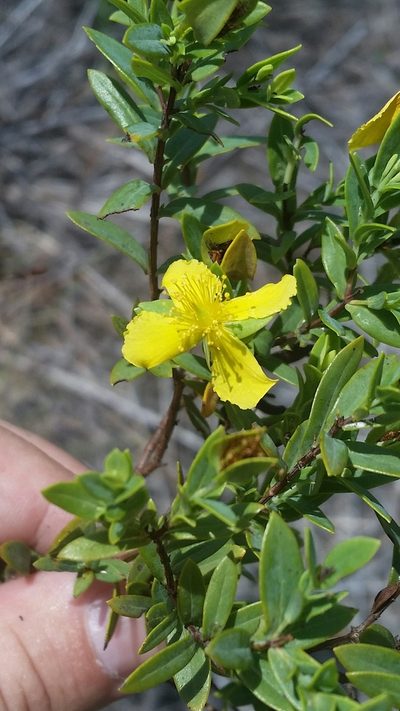 Hypericum edisonianum, photographed by Jay Horn