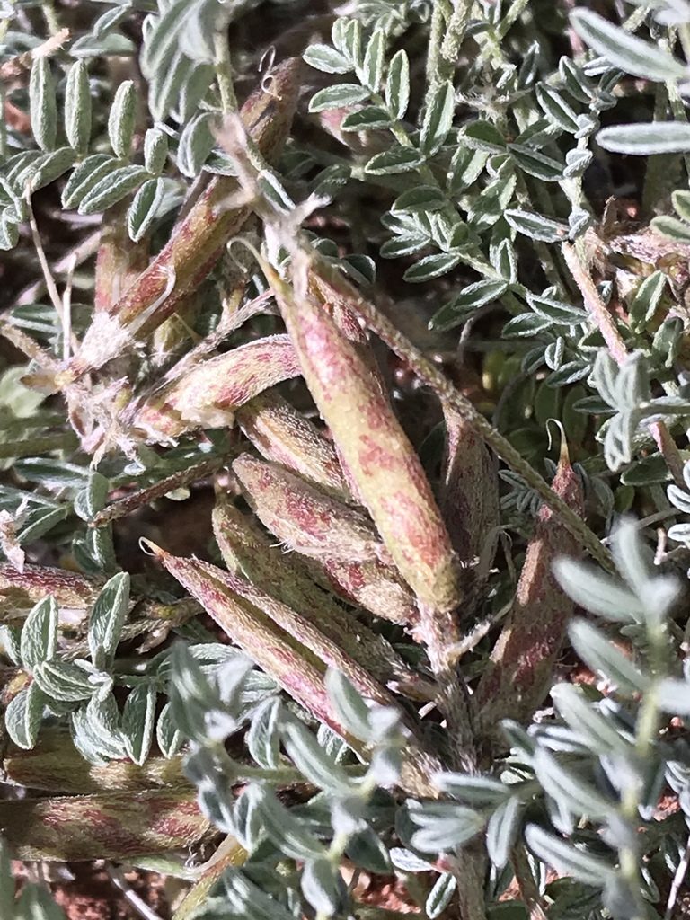 Astragalus monumentalis, photographed by Robbie Hannawacker