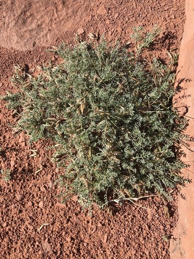 Astragalus monumentalis, photographed by Robbie Hannawacker