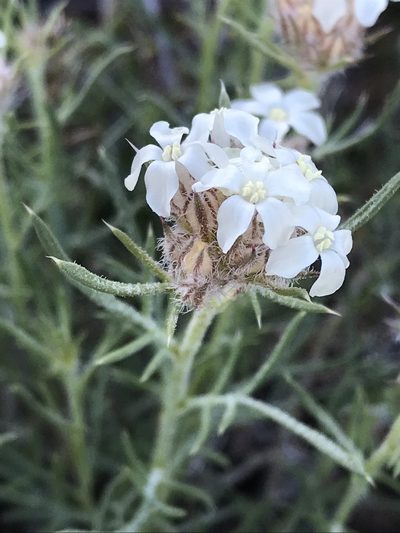 Ipomopsis roseata, photographed by Robbie Hannawacker