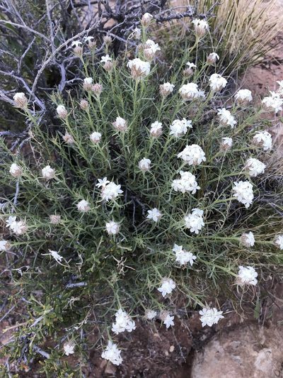 Ipomopsis roseata, photographed by Robbie Hannawacker