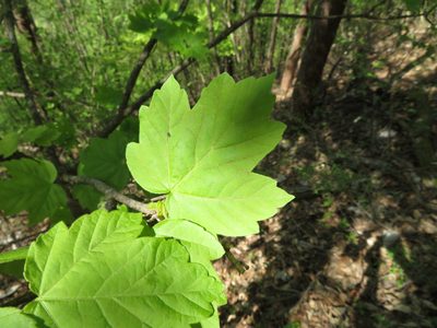 Acer diabolicum, photographed by Marco Mussita