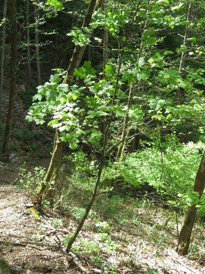 Acer diabolicum, photographed by Marco Mussita