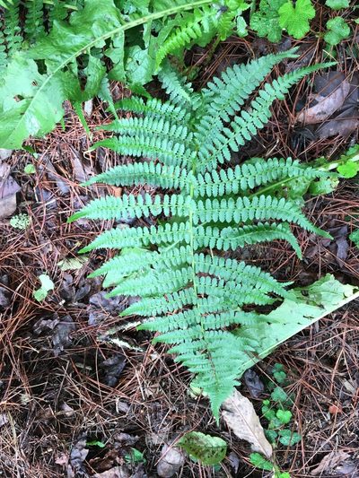Athyrium oppositipennum, photographed by Tatsutomo Chin