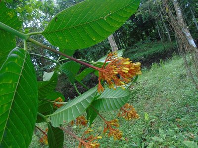 Palicourea guianensis, photographed by Roger A. Morales-Flores