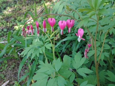 Lamprocapnos spectabilis, photographed by Laura J. Costello