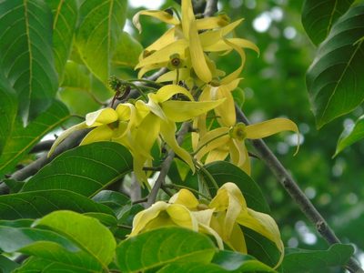 Cananga odorata, photographed by Roger A. Morales-Flores