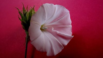 Jacquemontia bracteosa, photographed by russiannaturalistbrazil