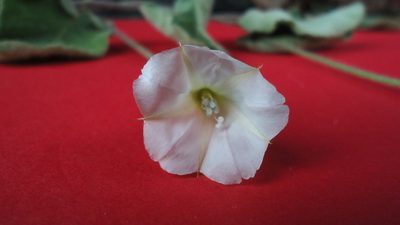 Jacquemontia bracteosa, photographed by russiannaturalistbrazil