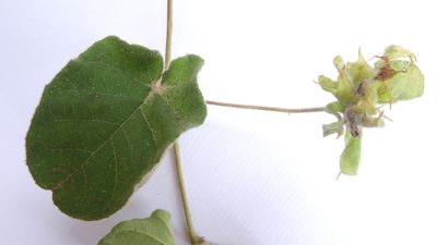 Jacquemontia bracteosa, photographed by russiannaturalistbrazil