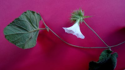 Jacquemontia bracteosa, photographed by russiannaturalistbrazil