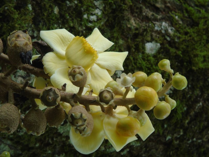 Couroupita nicaraguarensis, photographed by Roger A. Morales-Flores