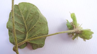 Jacquemontia bracteosa, photographed by russiannaturalistbrazil