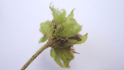 Jacquemontia bracteosa, photographed by russiannaturalistbrazil