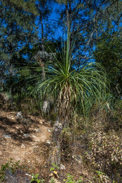 Nolina beldingii, photographed by Juan Alvarez
