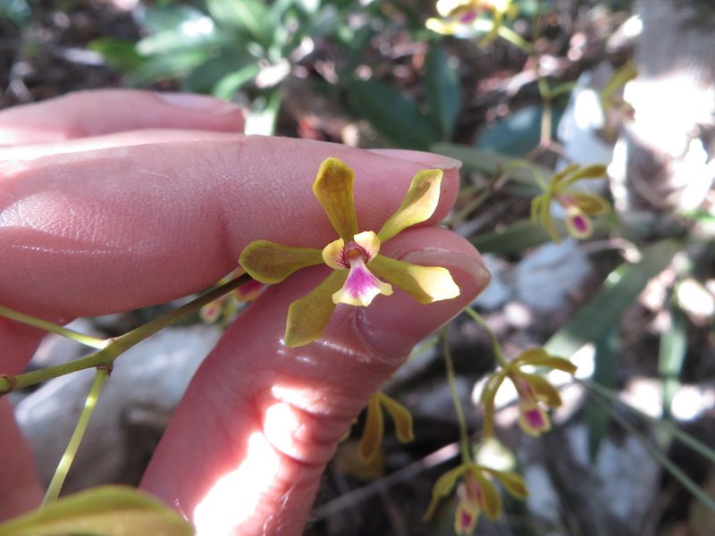 Encyclia fucata, photographed by Ben Machado