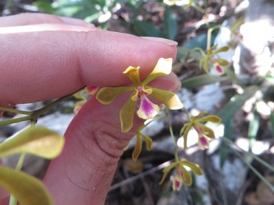 Encyclia fucata, photographed by Ben Machado