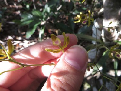 Encyclia fucata, photographed by Ben Machado