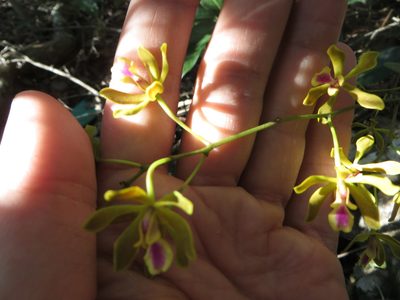 Encyclia fucata, photographed by Ben Machado