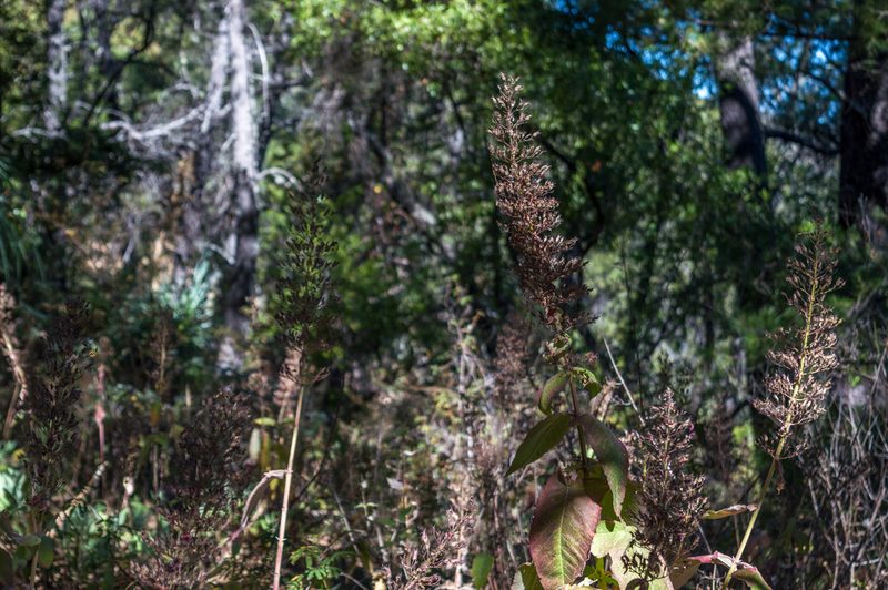Lepechinia hastata, photographed by Juan Alvarez
