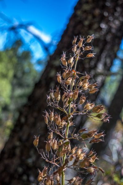 Lepechinia hastata, photographed by Juan Alvarez
