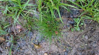 Isolepis setacea, photographed by purperlibel