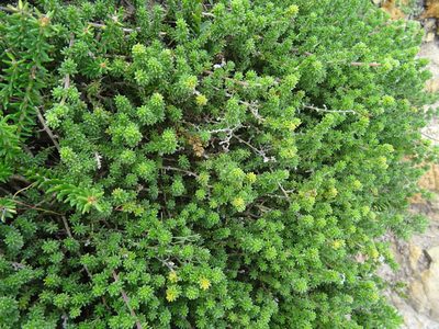 Aspalathus salteri, photographed by Paul Hoekman