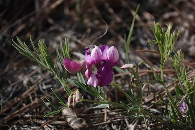 Lathyrus decaphyllus, photographed by Colin Croft