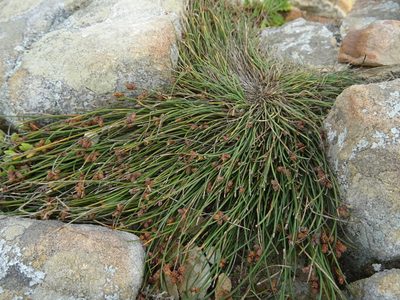 Ficinia lateralis, photographed by Paul Hoekman