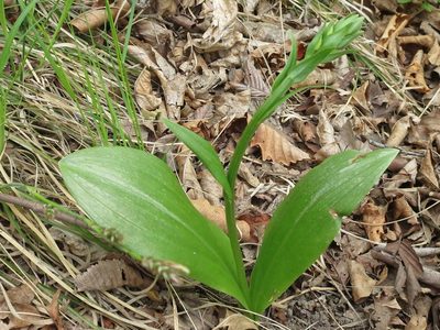 Platanthera densa, photographed by Repina Tatyana